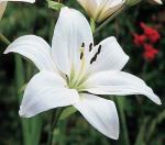 PARYAVARAAN Asiatic Lily (White 2)