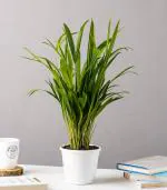 Nurturing Green Air Purifying Live Areca Palm Plant in White Fiber Pot (Size : Large)