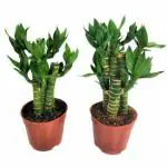 INDIAN FLORA : Lotus Bamboo , Combo , Home Decor Plant , Natural Live Plant , Plastic Pot ,