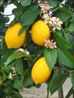 Cloud Farm Lemon Citrus Nimbu Nimboo Healthy Plant. [CF_10071]