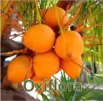 Oxiflora Live Plant Exotic Yellow Malayan Kerala Coconut High Yielding Variety (1 Healthy Live Fruit Plant)