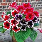 PARYAVARAAN Flower Bulbs Mix Gloxinia Double (Pack of 15 Bulbs)