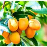 Cloud Farm Thai All Time Mango Hybrid - Grafted Mango Fruit Plant (2-3 Feet) Thailand Baramasi Mango Tree Healthy Fruit Plant All Season, CF_N1_05