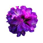 Nema Rhododendron Azalea Flower Seeds-Purple-100Pcs