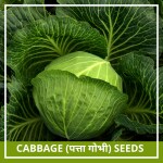 Farmgokart 200 Seed Pack of CABBAGE SEEDS