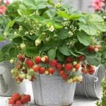 Cloud Farm Strawberry Fruit Healthy Plant Hybrid Sweet and Juicy Strawberry Healthy Delicious Fruit Plant for Home and Terrace Garden Hybrid Fruit Strawberry Plant,CF_T84