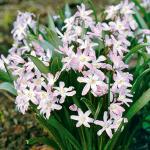 PARYAVARAAN 'Chionodoxa Rosea' Rare Variety Flower Bulbs for Winter Season (Pack of 15 Bulbs)