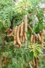 Cloud Farm Hybrid Tamarind Plant - 200 mm CF_O47
