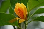 Sundhi Plant Live Orange Michelia Champa Son Champa Plant