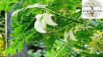 PLATONE Gaach-Munga Agastya Houwaiman Agasi Agathi plant, it is a plant not a seed(Pack Of1)