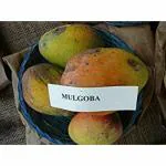 Exotica Orchids Mulgoba Mango Plant - Grafted