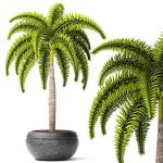 Kapebonavista Wodyetia bifurcata, the foxtail palm, is a species of palm in the family Arecaceae, native to Queensland, Australia. It is the sole species in the genus Wodyetia.