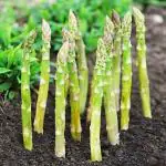 PARYAVARAAN Asparagus racemosus F1 Hybrid Herbs Seeds For Terrace Kitchen & Home Gardening (Pack of 30 Seeds)