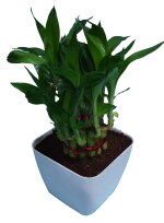 Nelesa Gardening Air Purifying Good Luck 2 Layer Lucky Bamboo Plant in White Fiber Pot