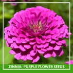 Farmgokart 100 Seed Pack Of ZINNIA- PURPLE Flower Seeds