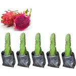 Cloud Farm Dragon Fruit Plant | Healthy Pink Flesh Dragon Plant | Dragon fruit Plant with Polybag ( Pack of 5 Dragon Fruit Plant),CF_N103
