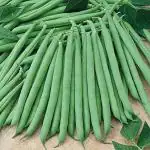 PARYAVARAAN French Beans Fresh Vegetables F1 Hybrid Seeds pack of 30 seeds