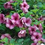 Indian Gardens Flowering Plants Allamanda Purple
