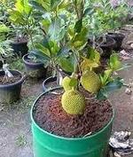Platone Jack Fruit PlantKathal PlantGardens Tropical Rare Exotic