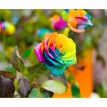 Cloud Farm Grafted Rainbow roses Best color flower plant Climbing Rose Plant Perennial