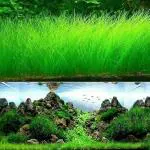 NooElec Seeds India 105+ Seeds- Aquarium Grass Plants Seeds Small Hairy Grass Aquarium Aquatic Seeds Garden Water Grass Plant Fish Tank Landscaping Easy Grow