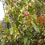 Kapebonavista Hiptage Helicopter Flower Madhavi lata Madhabi Madhvi Madhabilata Vasantakaala malligai Hiptage benghalensis Lliving Plant in Poly Bag