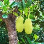 Platone Jack Fruit Plant (KH-331)