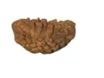 Feel Touch Mart 1 Mukhi One Faced Rudraksha Original Certified Natural Bead from Nepal