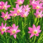 Plantzoin Fairy lily Zephyr lily Zephyranthes carinata Rain lily Live Plant