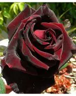 Red and Black Rose Plant Seeds