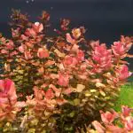 Maalavya Red Live Aquarium Aquatic Plant Rotala Macrandra Narrow Leaf With Pot - 150 Grams (Pack Of 2)