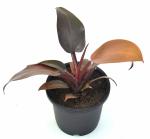 Philodendron Erubescens Semi Shade Moderate Blushing Philodendron Live Plant by India Gardening