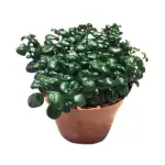 Ashokavanam Bubble Plant