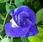 ONLINE PLANT BAZAR APARAJITA BLUE FLOWER PLANT(PACK OF-1)