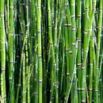 Hug A Plant Water Bamboo Plant Ornamental Live Plant (Home & Garden)