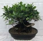 GLOBALPLANTS CHINA BANYAN TREE PLANT / BOT PLANT