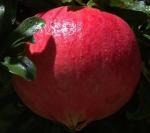 Cloud Farm Hybrid Pomegranate Plant - 200 mm CF014112