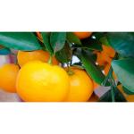 Cloud Farm Nagpur Mandarin Orange All Time Variety Grafted Santra Fruit Healthy Plants & Tree(1-1.5 Ft Size) CF_738