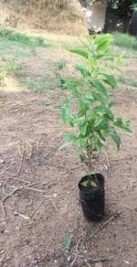 Cloud Farm Hybrid and Air Layered Red Sandalwood Plant - 200 mm CF21