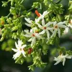 Har Shringar - Nyctanthes arbor-tristis, Parijat Plant, Night Flowering Jasmine Live Plant Outdoor with Pot