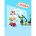 Cloud Farm Dragon Fruit Plant Combo of 3 variety Red C variety, Vietnam White,& Israel Yellow Dragon, Pack Of 3 SCF_137