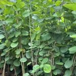 Hug A Plant Red Sandal Wood Plant / Raktha Chandanam (Santalum album) Ornamental Live Plant (Home & Garden)