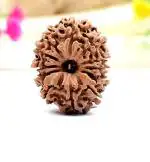 Feel Touch Mart 12 mukhi Rudraksha Original Certified Nepali Natural Twelve Face Rudraksha Silver Pendant Bead with Thread by