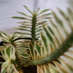 Ashokavanam Pedilanthus Plant (Devil's Backbone variegated)