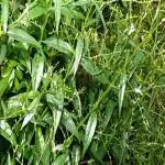 Kapebonavista Kapebonavista Chirata Charaita Chirayata Bhunimba Swertia Chirayita Ardhatikta Chiratika Living Plant in Poly Bag