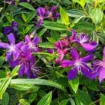 Online Plant Bazar Purple Tibouchina-Urvilleana-Begum-Bahar-Flower Live Plant-T2