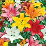 PARYAVARAAN Asiatic Lily - Lilium Flower Bulbs For Winter Season Pack (15 Bulbs Multicolor)
