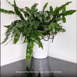 ANIEKWENNA New Imported Kangaroo Paw Fern (Phymatosorus Diversifolius) Live Plant