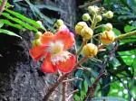 Plantzoin Cannon ball tree Tope gola Couroupita guianensis Naga champa Live Plant