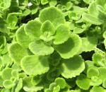 Plantzoin Cuban oregano Patharchur Coleus amboinicus Rukuna hatapocha Live Plant